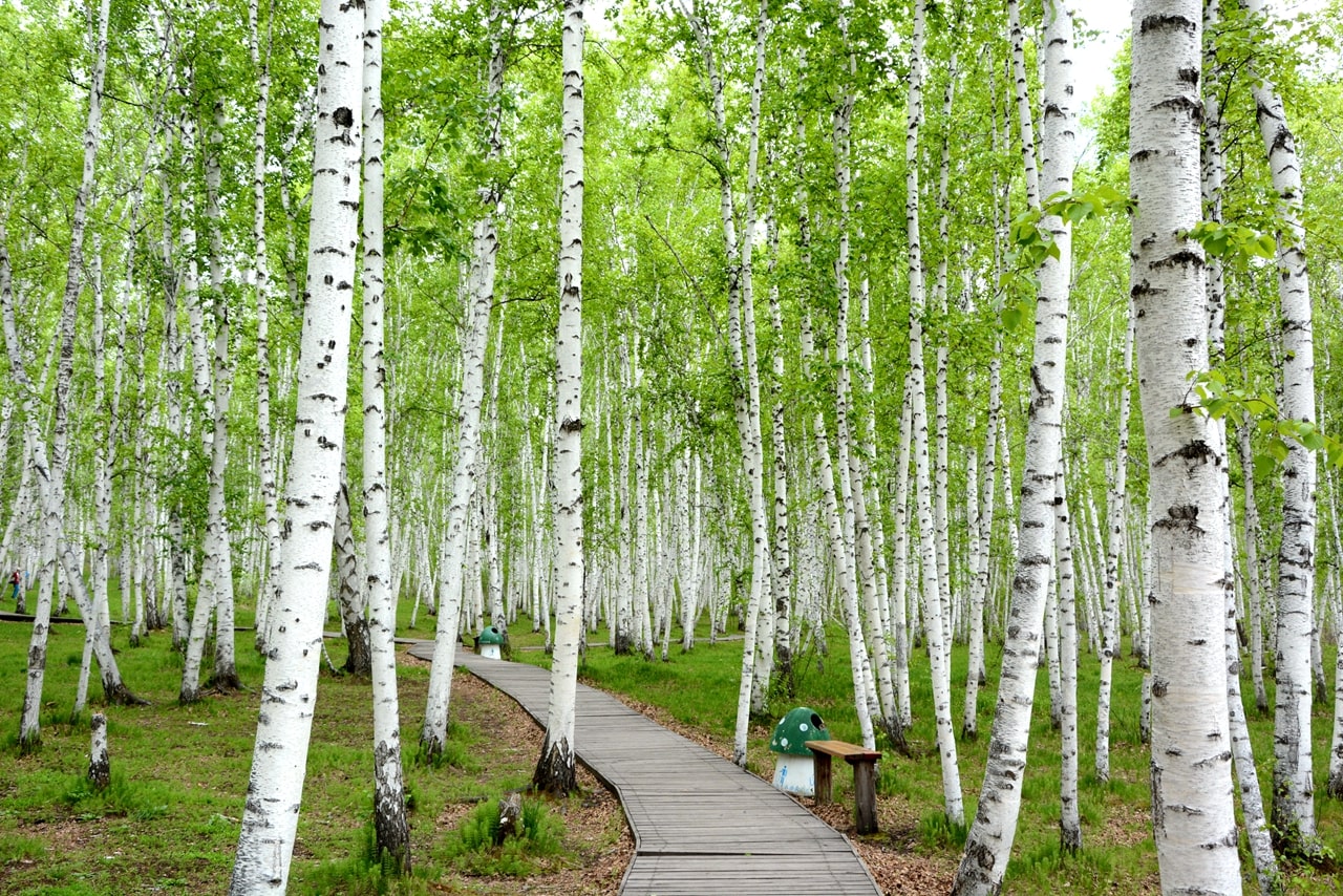 浪漫的的白樺林景點